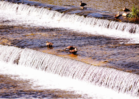「川でたわむれる鳥たち」 渡辺一佐明